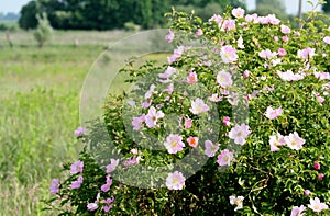 Flowering a bush Rosa canina