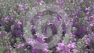 Flowering bush with small flowers of lilac color