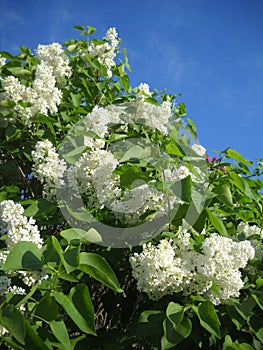 Flowering bush of white lilac
