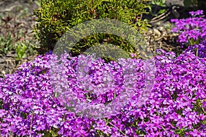 Flowering bushes on the dacha Phlox subulate