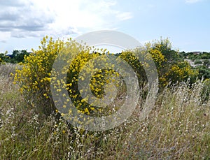 Flowering bushes and grasses in spring