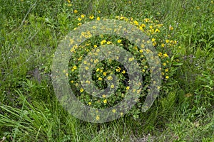 Flowering bushes of lapchatka shrubby, or Kuril tea