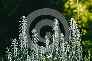 Flowering bushes of Motherwort in the forest. Medical herbs