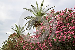 flowering bushes of oleander and palm trees against sky