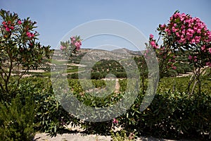 Flowering bushes of pink oleander