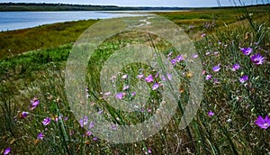 Flowering bushes of wild Malva on the banks of the Tiligul estuary