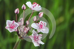 Flowering Butomus umbellatus closeup. Large pink inflorescences of coastal plants