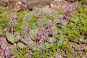 Flowering butterbur in spring