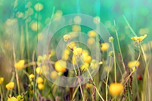 Flowering buttercup, flowering yellow flower in meadow