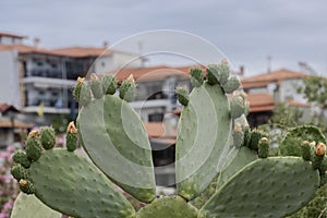 Flowering cacti against houses in Greece