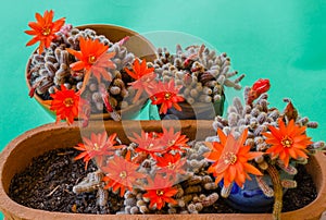 Flowering cacti plant