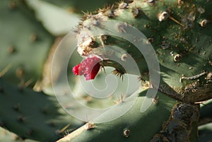 Flowering cactus