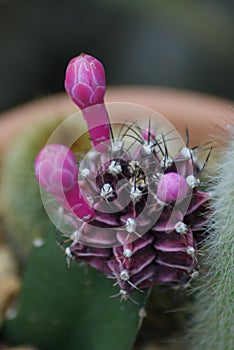 Flowering cactus