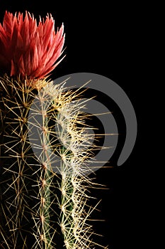 Flowering cactus