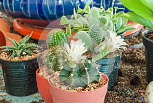 Flowering Cactus