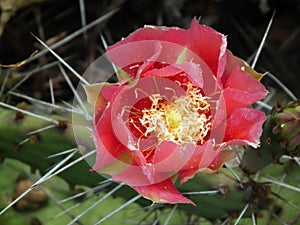 Flowering cactus