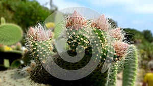 Flowering cactus