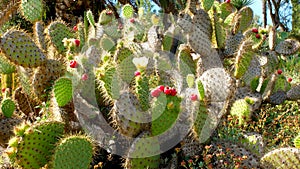 Flowering cactus