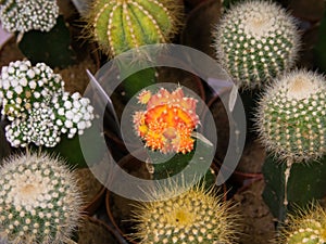 flowering cactus close-up. cactus with orange flower.