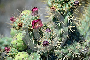 Flowering cactus in the Dana Point Headland Conservation Preserve.