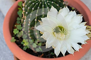 Flowering cactus Echinopsis eyriesii in a pot