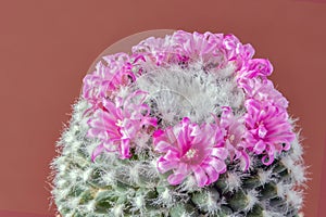 Flowering cactus flower on a brown background