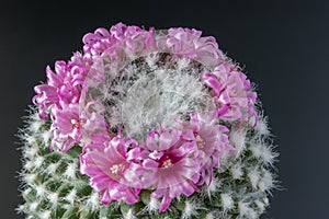 Flowering cactus flower on a dark background