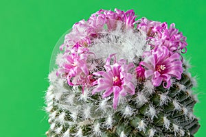 Flowering cactus flower on a green background