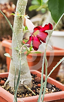 Flowering cactus, gardening theme