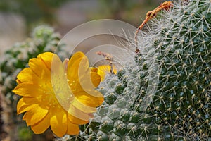 Flowering cactus mammillaria