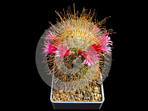 Flowering cactus Mammillaria magnifica, a beautiful corolla of red flowers. Isolated on black background