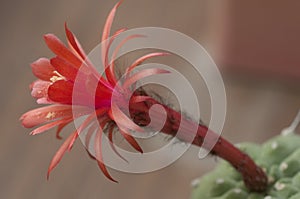 Flowering cactus Matucana madisoniorum, closeup shot