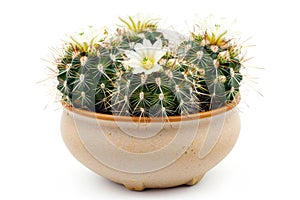 Flowering cactus plant in a clay pot