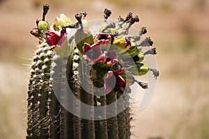 Flowering cactus plant in Phoenix, Arizona.