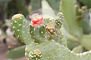 Flowering cactus red bud