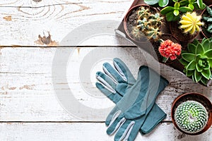 Flowering cactus and succulents background. Collection of various house plants and gardening gloves on white wooden background.