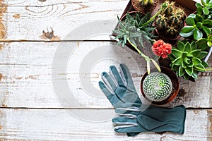 Flowering cactus and succulents background. Collection of various house plants and gardening gloves on white wooden background.