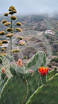 Flowering cactus in Tenerife