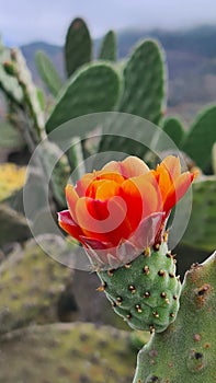Flowering cactus in Tenerife