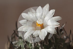 Flowering cactus Turbinicarpus macrochele, macro shot