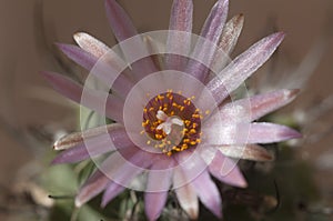 Flowering cactus Turbinicarpus roseiflorus, close-up shot