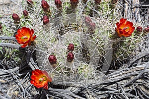 Flowering Cactus Woodgrain Background