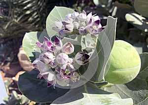 Flowering Calotropis Procera L., rubber bush, kapok tree and sodom apple