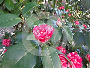 Flowering camellia in sunny garden