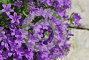 Flowering of campanula muralis on a wall