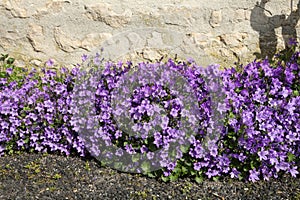 Flowering of campanula muralis on a wall