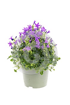 Flowering campanula plant