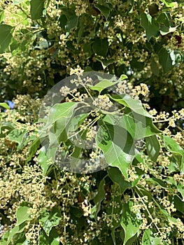 Flowering Camphor tree or camphor laurel Latin - Cinnamomum Camphora