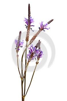 Flowering canarian lavender photo