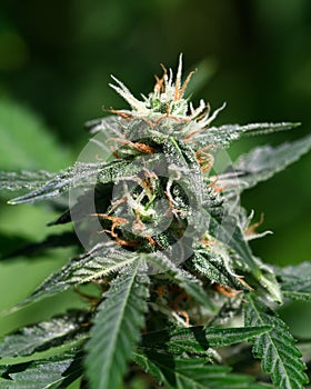 Flowering cannabis bud with ripe orange trichomes